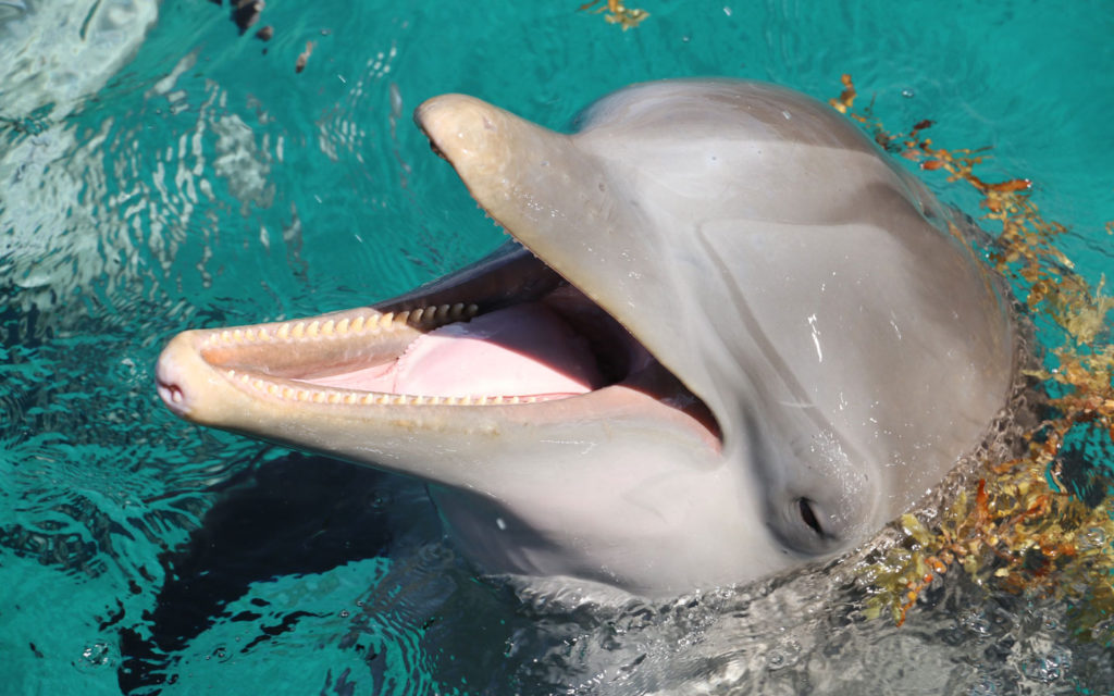 Dolphin Watch Guam